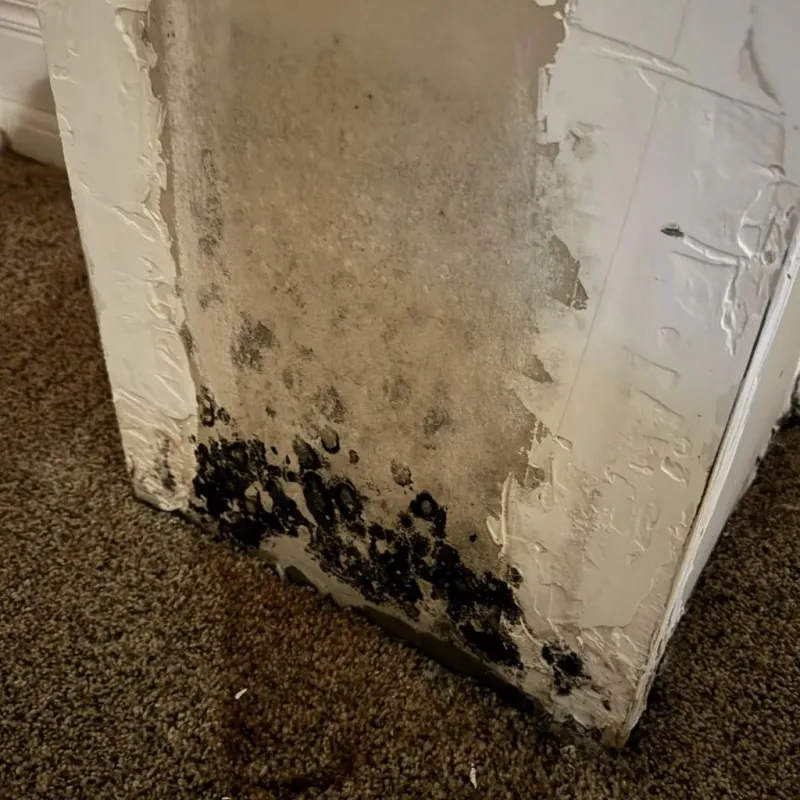 Professional Mold Removal in Farmington, NH